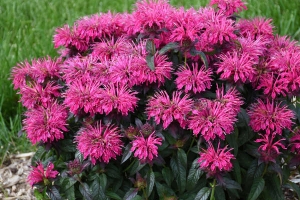 Monarda 'Berry Taffy' 